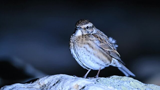 A small water pipit bird perched on a rock in its natural habitat.