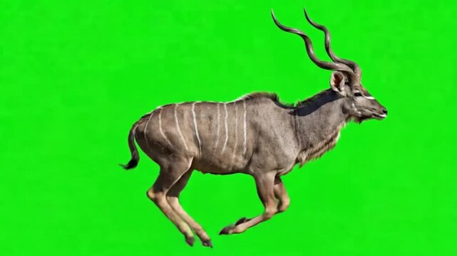 Animal Video of Kudu are running on the green screen background.