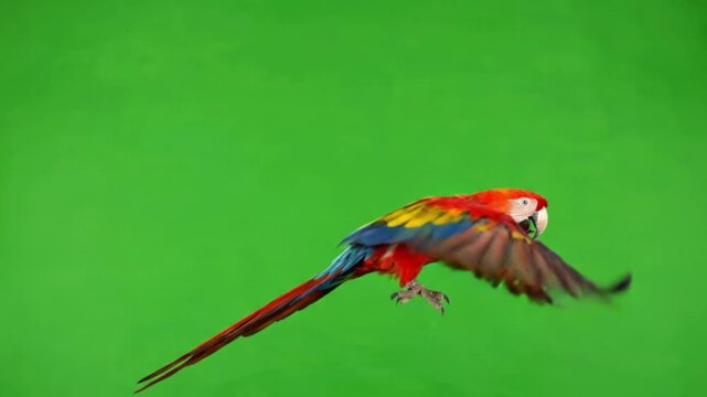 Bird Video of parrot are flying on the green screen background.
