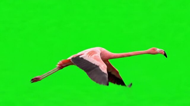 Bird Video of Flamingo are flying on the green screen background.