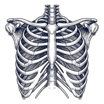 Detailed anatomical illustration of human rib cage skeleton.