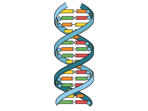 Colorful dna double helix structure illustration isolated on white background