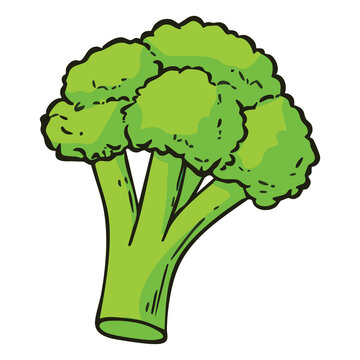 Broccoli Vegetable Illustration