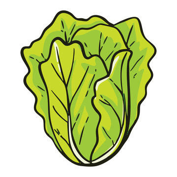 Lettuce Vegetable Icon
