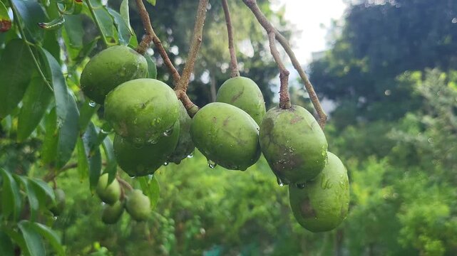 Close-up of Spondias mombin fruits hanging on the tree. Also known as yellow mombin, hog plum, amra, or cajazeira, this tropical fruit appears in clustered form and is valued for its use in pickles