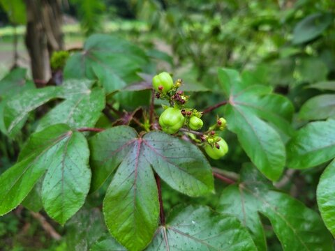 Close-up view of the fruits of Jatropha gossypiifolia, commonly known as Bellyache Bush, Black Physicnut, or Cotton-Leaf Physicnut.