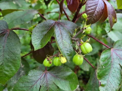 Close-up view of the fruits of Jatropha gossypiifolia, commonly known as Bellyache Bush, Black Physicnut, or Cotton-Leaf Physicnut.
