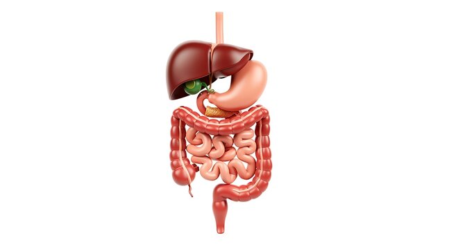 Anatomical 3D model of the human digestive system