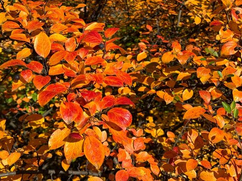 Autumn cotoneaster bright yellow orange foliage 