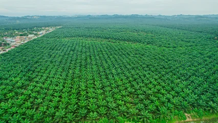 Fotobehang Groen Aerial view of Palm Oil trees at at Southeast asia. Plantation of date palms. Tropical agriculture industry. Palm oil plantation.  © Rijjal