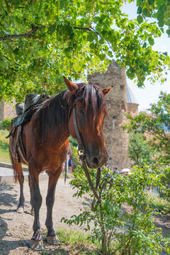 Saddled brown horse under green tree near ancient Ananuri fortress in Georgia with copy space