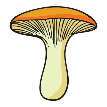 Wide Cap Mushroom Illustration