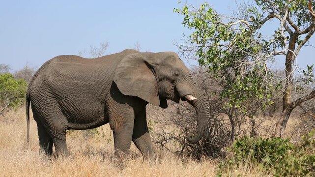 A large African elephant bull (Loxodonta africana) feeding on a tree, Kruger National Park, South Africa