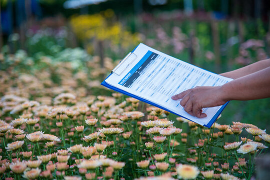 Smart farmer checking plant in eco green farm sustainable quality control. Farmer cultivated planting in eco Farmland biotechnology. Green agriculture. Close up Hand check quality control plant tree