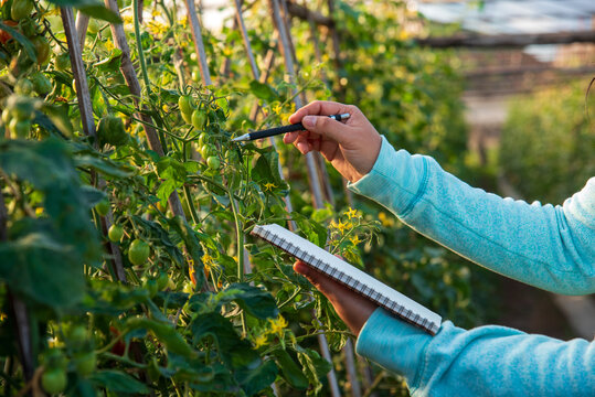 Farmer working cultivated planting in eco Farmland agriculture. Red tomato Smart farmer plant in organic eco green farm sustainable quality control. Close up Hand holding tomato plant in greenhouse