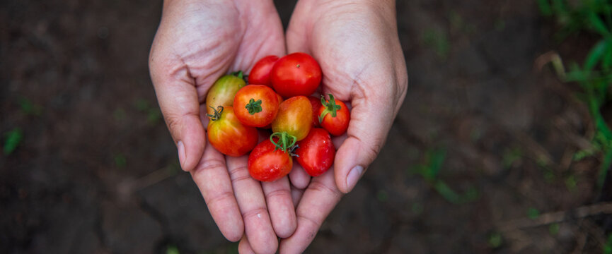 Red tomato Smart farmer plant in organic eco green farm sustainable quality control. Banner Farmer working planting agriculture. Close up Hand holding tomato plant in greenhouse with copy space