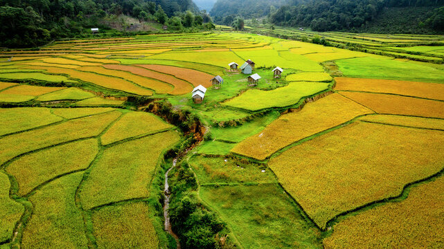 Ripe rice season in Mang Den, Vietnam 