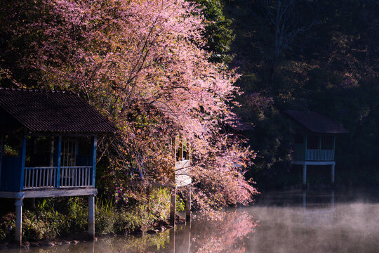 Cherry Blossom Blooming season in Mang Den, Vietnam 