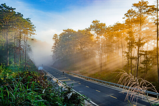 Pine forest in early morning 