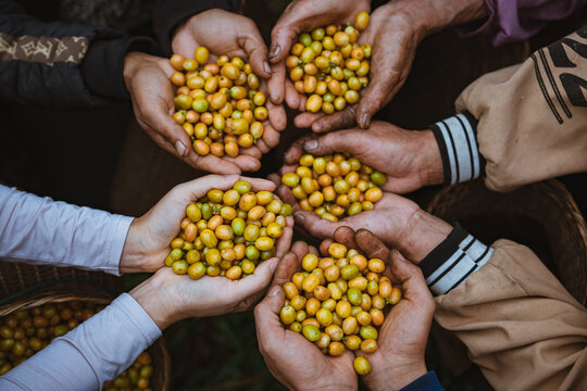 Yellow Bourbon Coffee in Mang Den, Vietnam 