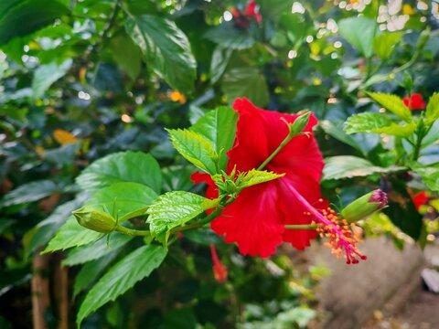 Red hibiscus