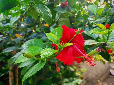 Red hibiscus