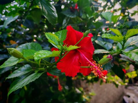 Red hibiscus