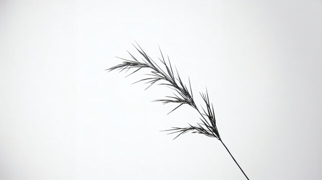elegant black branch minimalist nature photography white background high contrast fine art grass blade serene simplicity delicate botanical beauty dark stem organic form clean graphic design element