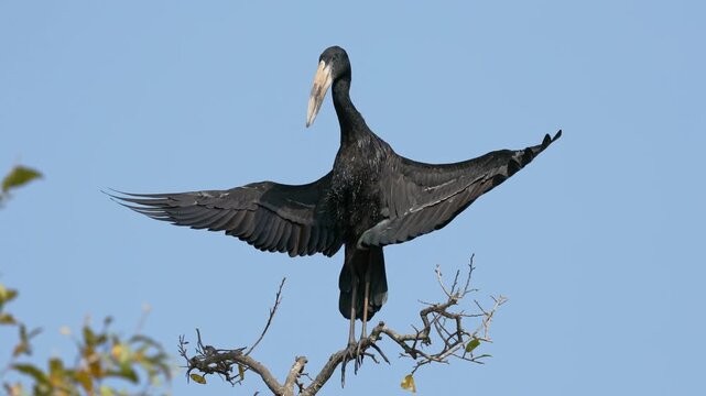 An African openbill stork (Anastomus lamelligerus) perched on a tree with open wings, Kruger National Park, South Africa