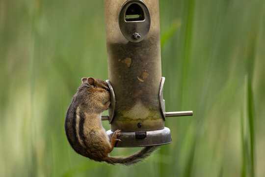 Bird feeder pilfering! A Eastern Chipmunk (Tamias striatus) has managed to reach a low hanging feeder. The woodland rodent extracts the seeds and nuts from within to stuff its cheeks with