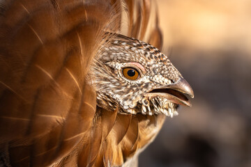 Ruffed Grouse (Bonasa umbellus) up close. Fierce eye and beak of a male during a courtship mating ritual display. It bright orange feather ruff surrounds its face in bright warm sun light © Travis
