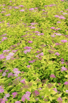 Trachelium pink flowers grow in a flowerbed outside.