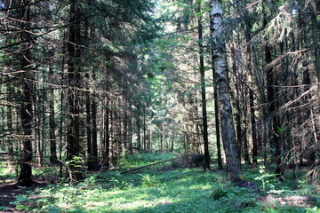 Fototapeta premium Dense forest on a sunny summer day.