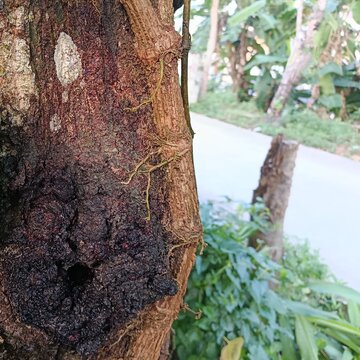 Close Up of Kuini Tree Bark Texture (Mangifera odorata)