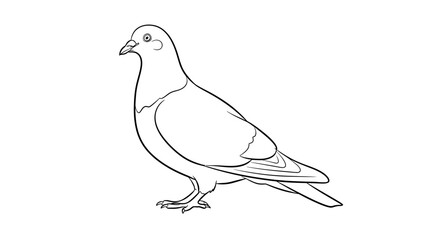 Obraz premium Standing Urban Pigeon Profile Line Art Sketch Illustration on White Background