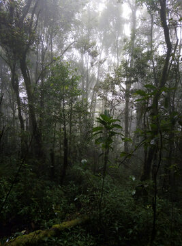 forest in the morning