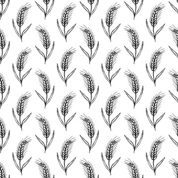 Seamless pattern with hand drawn cereal wheat oat rye barley rice ears spikelet Organic healthy food For decorative print, fabric, package, background