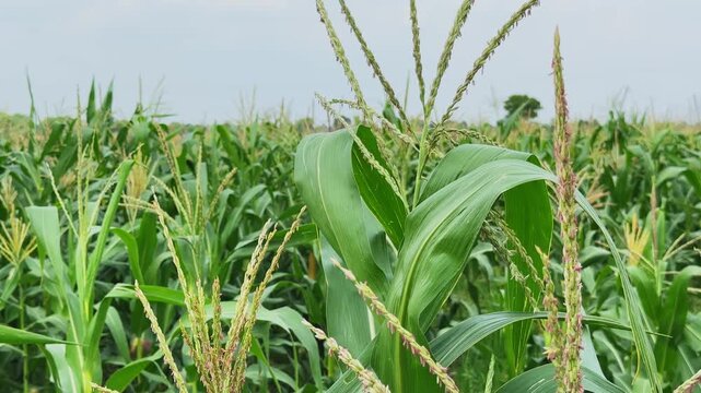 Static close up captures mature corn tassels rising above healthy maize plants highlighting the flowering stage essential for pollination grain development and successful crop production
