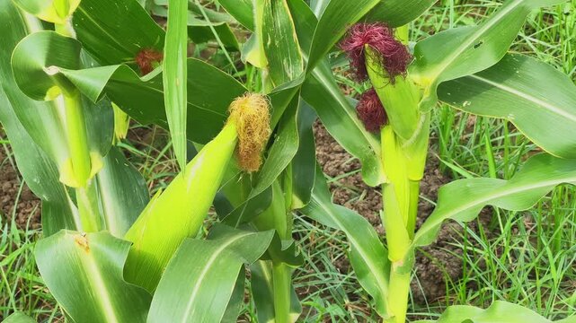 Close up captures developing corn ears with vibrant silk emerging from healthy maize plants highlighting an important stage of crop growth before grain formation and harvest