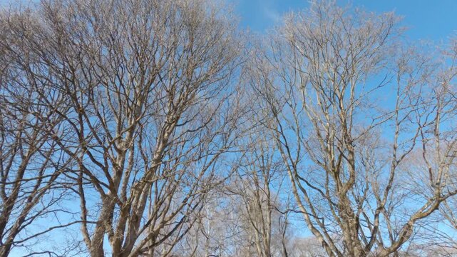 Low angle view of leafless tree branches against a clear blue spring sky