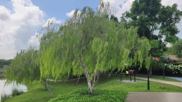 A beautiful weeping willow tree, scientifically known as Salix babylonica, stands gracefully. Its long, slender branches droop elegantly toward the ground. The green leaves sway gently in the breeze.