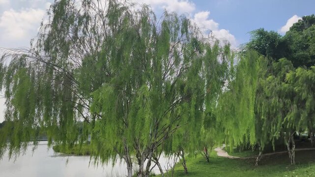 A beautiful weeping willow tree, scientifically known as Salix babylonica, stands gracefully. Its long, slender branches droop elegantly toward the ground. The green leaves sway gently in the breeze.