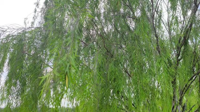 A beautiful weeping willow tree, scientifically known as Salix babylonica, stands gracefully. Its long, slender branches droop elegantly toward the ground. The green leaves sway gently in the breeze.