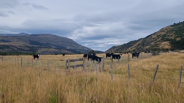 Black cattle grazing on open Patagonian grasslands near Torres del Paine, Chile. A scenic view of traditional ranching, vast wilderness, rugged mountains, and authentic rural character of Patagonia