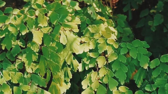 ivy on the wall, green leaves background