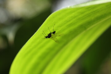 Naklejka premium Alate ant insect resting under a bright green leaf, macro photo.