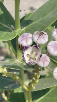  Purple and White Calotropis Procera Flowers Blooming Outdoors Closeup
