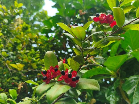 Close-up of vibrant red Mickey Mouse flowers with black berries on a leafy green branch in sunlight.