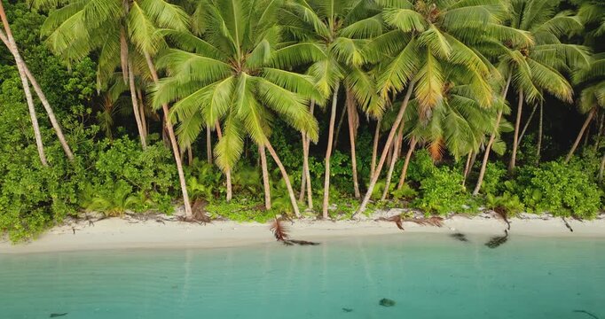 Aerial view of a remote tropical beach on Tegua island in Torres Islands, Vanuatu, with lush green palm trees lining the pristine white sand and turquoise clear ocean water. Drone zoom out panorama