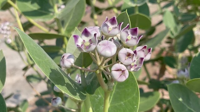 Close-up of Purple and White Calotropis Procera Flowers Blooming in Nature
